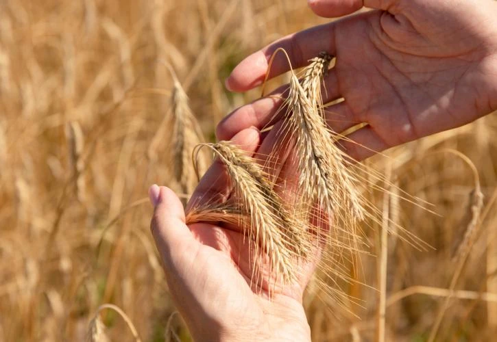 «Καμπανάκι» κινδύνου: «Σε έξι μήνες θα υπάρξει παγκοσμίως τρομακτική έλλειψη τροφίμων»